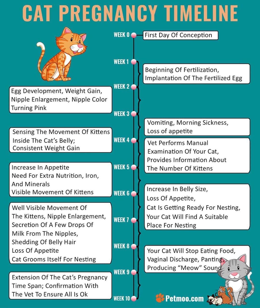 29 Top Images Cat Pregnancy Timeline With Pictures / How Long Are Cats ...