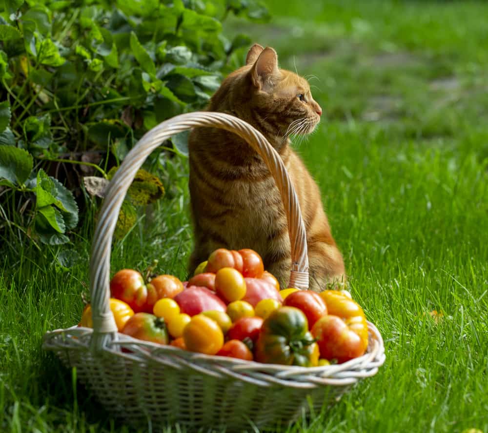 30 Best Pictures Will Cats Eat Tomatoes Plants
