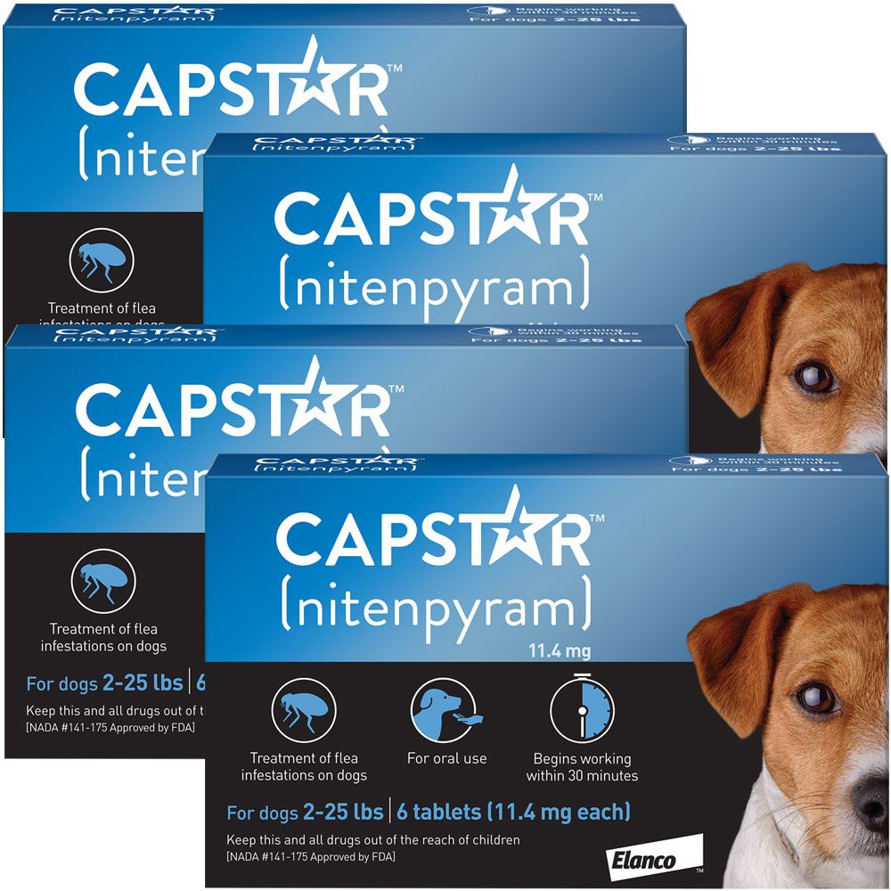 4 Pack Capstar Blue for Dogs or Cats 2