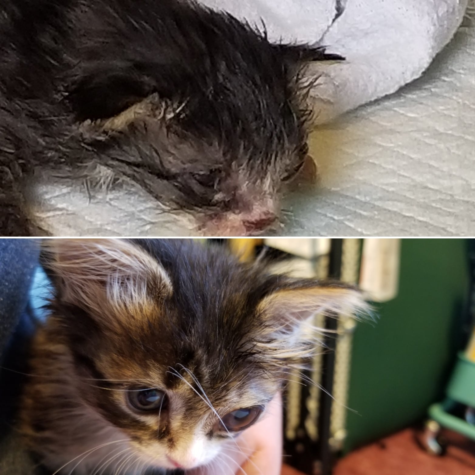 5 Week Old Kitten Eye Infection
