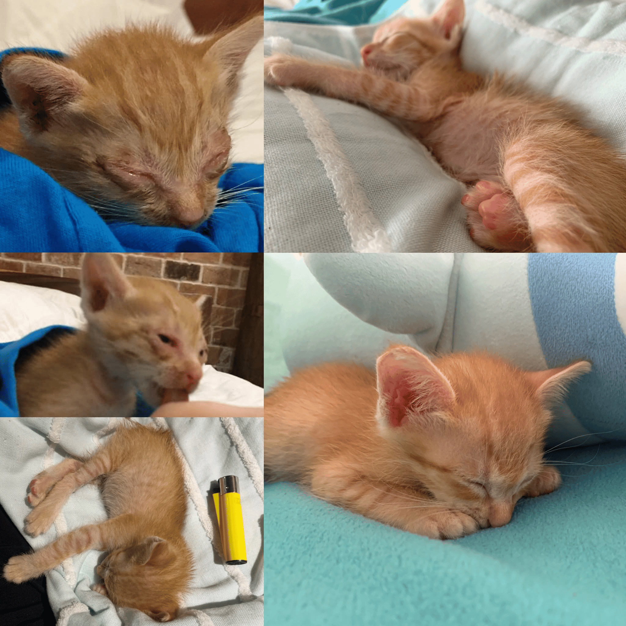 5 week old kitten found orphaned on the streets before and after ...