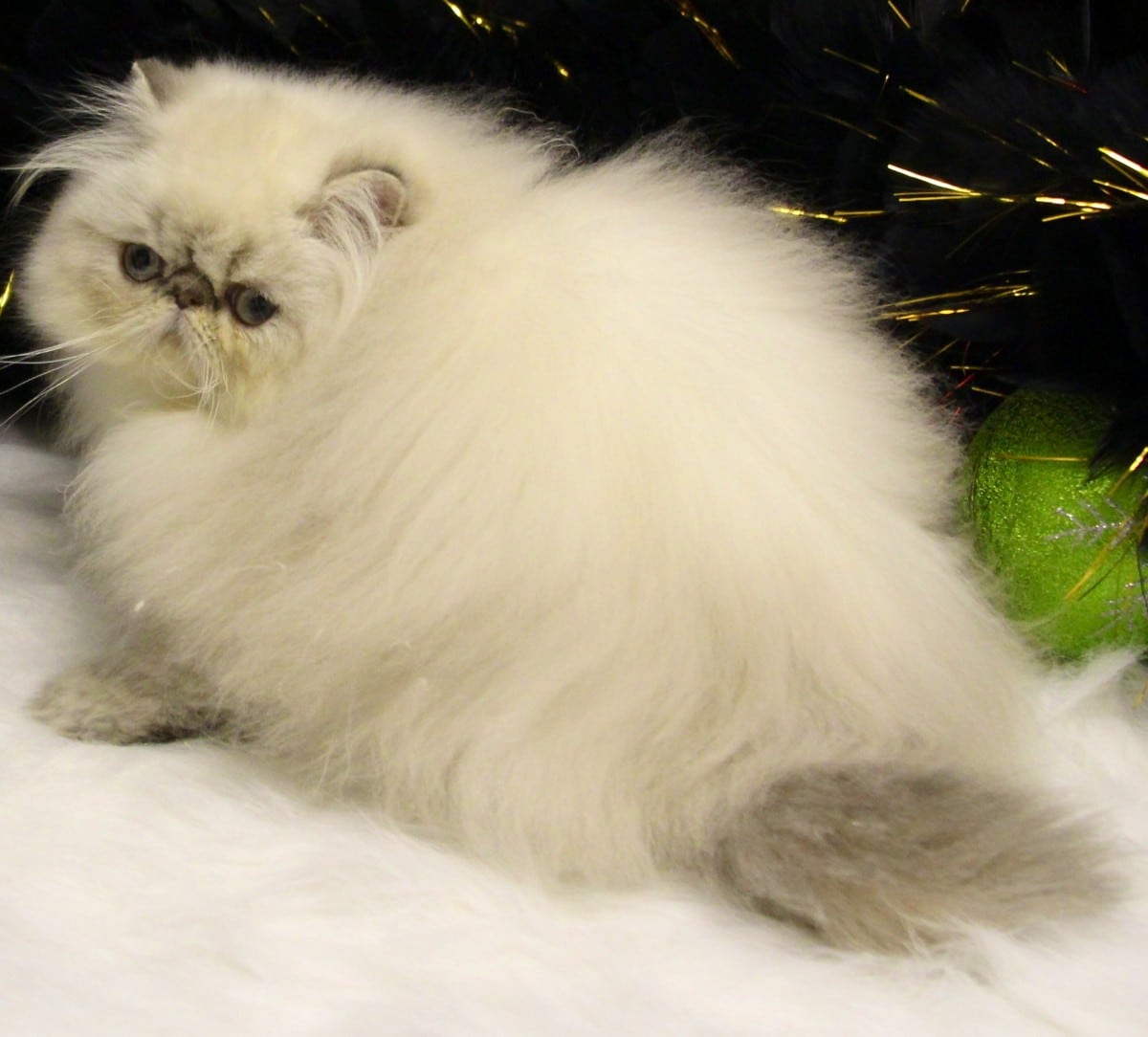 55 Best Pictures Persian Cat For Sale Michigan