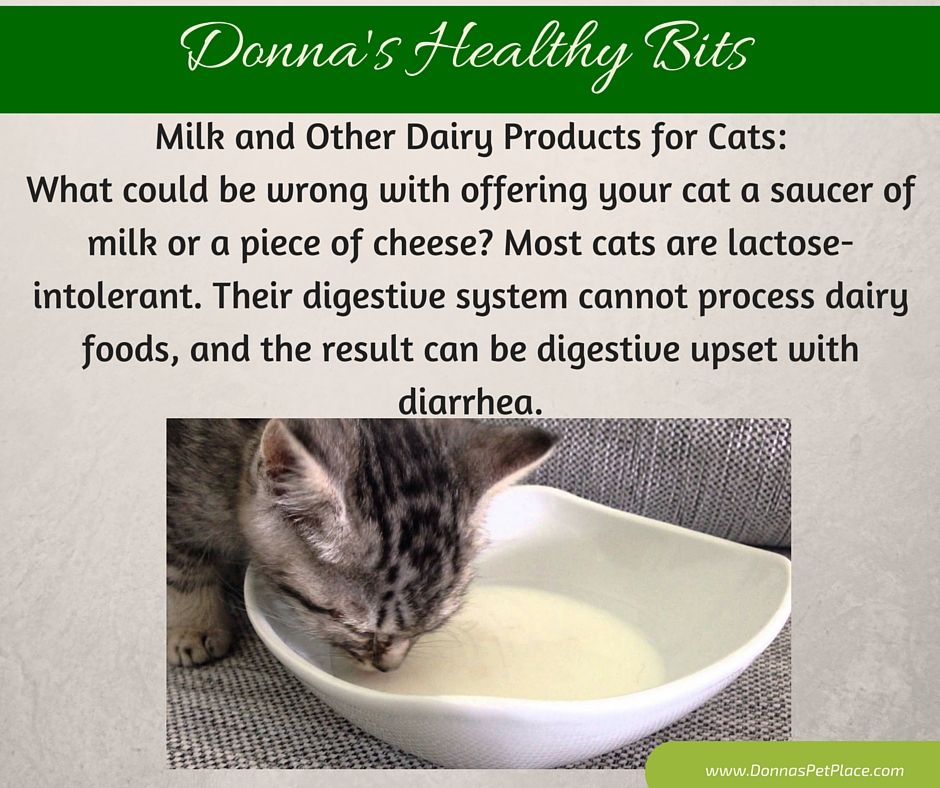 Are you giving your cat milk? Most cats are lactose