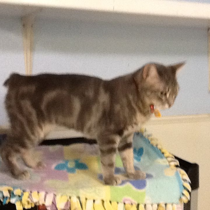 Beautiful little bobtail tabby for adoption at St. Francis Animal ...