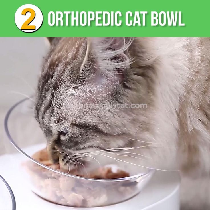 Best Cat Food To Reduce Vomiting