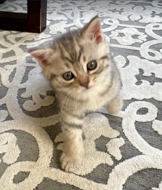 British Shorthair Male Kitten for Sale in Boston. MA