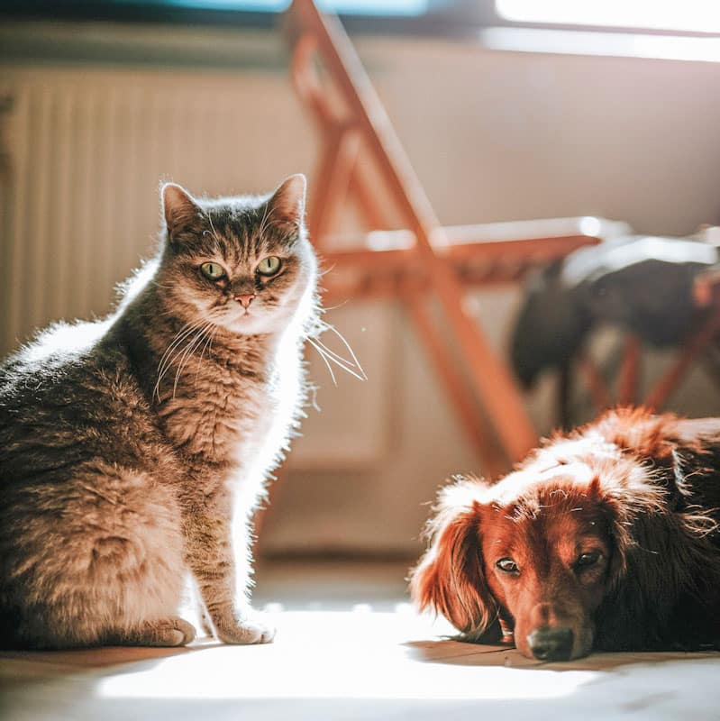 Can cats be allergic to dogs and vice versa? â PoC