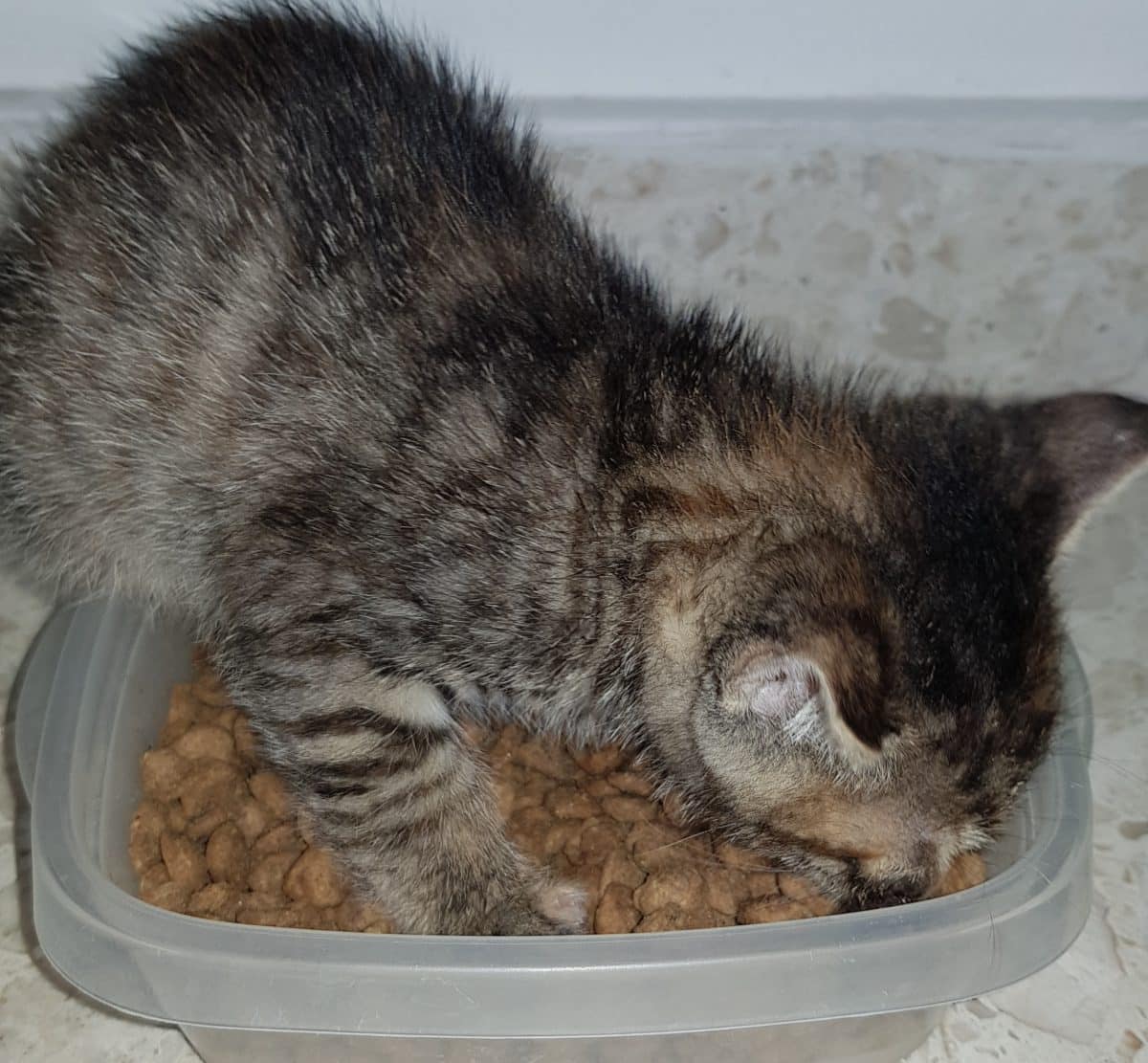 Can Kittens Eat Cat Food? All The Must
