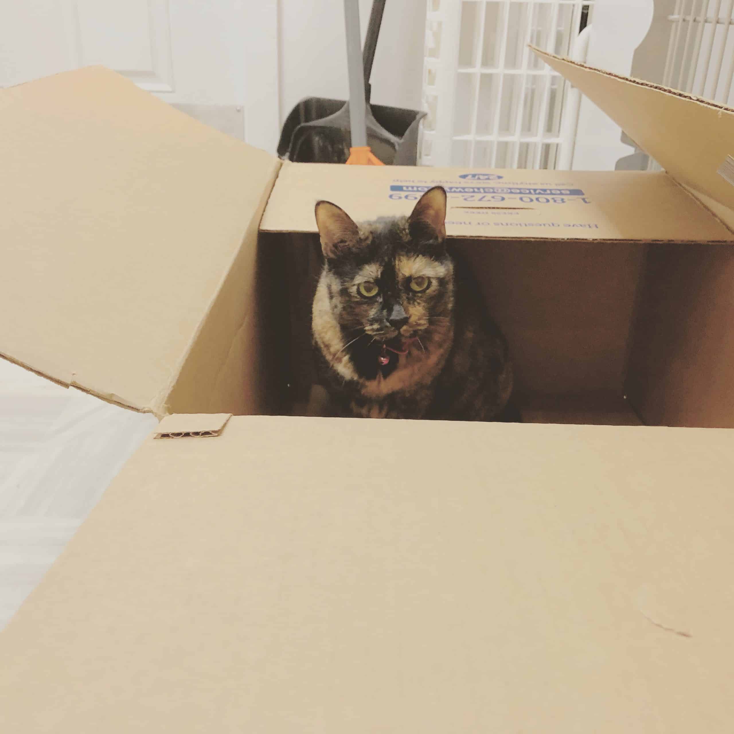 Cat Adoption Hampton Va