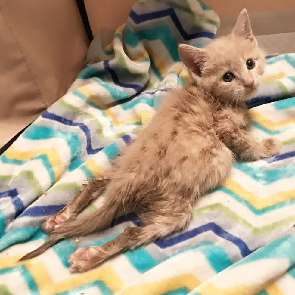Cat Back Legs Paralyzed