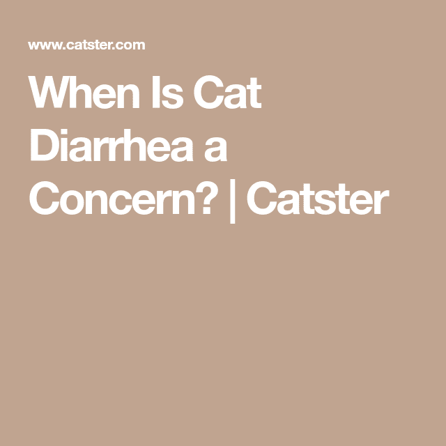 Cat Diarrhea  When Is It a Concern