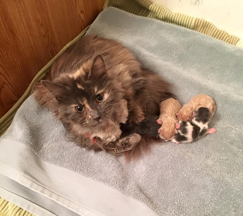 Cat Starts Eating Again When She Has Her Babies By Her Side