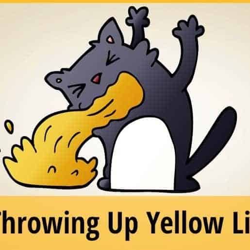 Cat Throwing Up Yellow Liquid