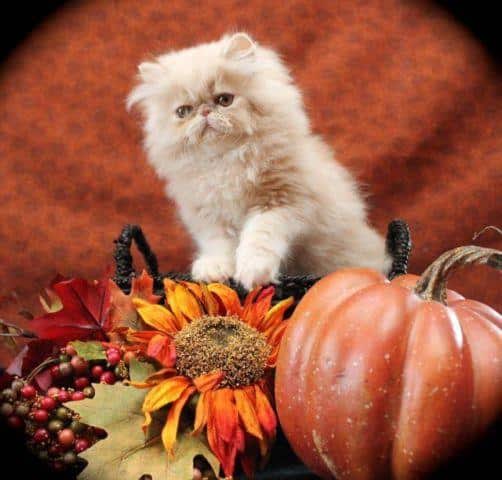 CFA Registered Pure Persian Kittens Available for Sale in Grand Rapids ...
