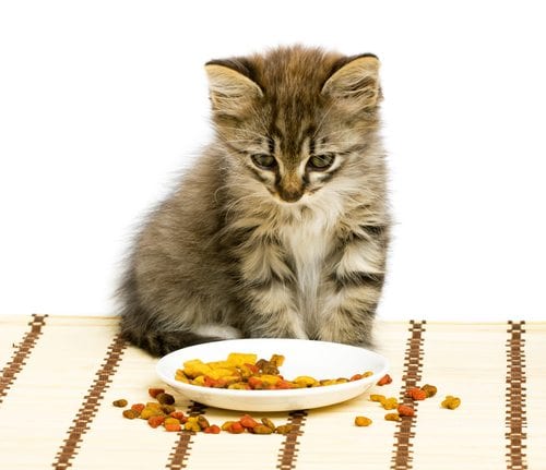 Comparing Cat Food