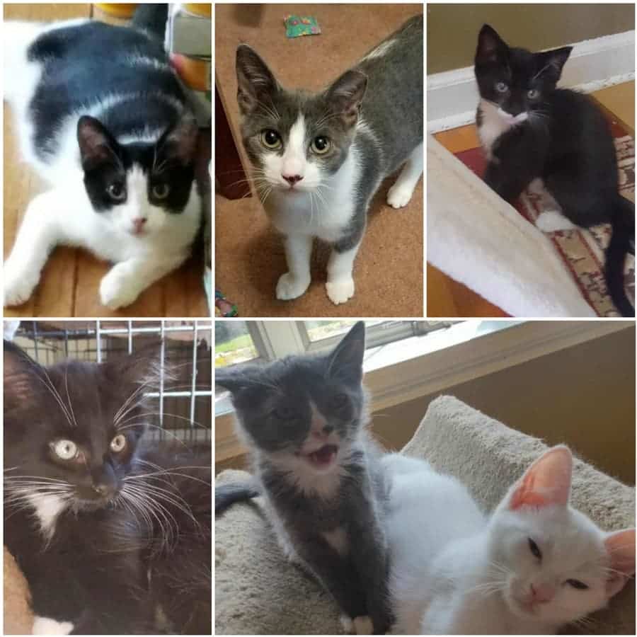 Cute Kittens Up For Adoption In Union County