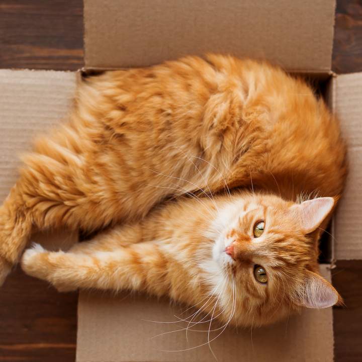Do Cats Really Have 9 Lives? What You Should Know About Your Cat