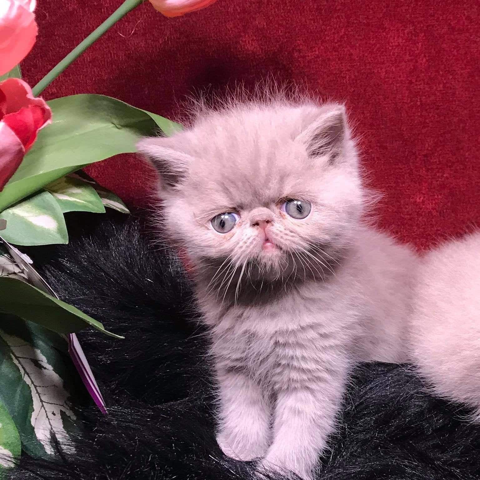 Exotic Short Haired Kittens For Sale : Cattery Exotic Shorthair Cats ...