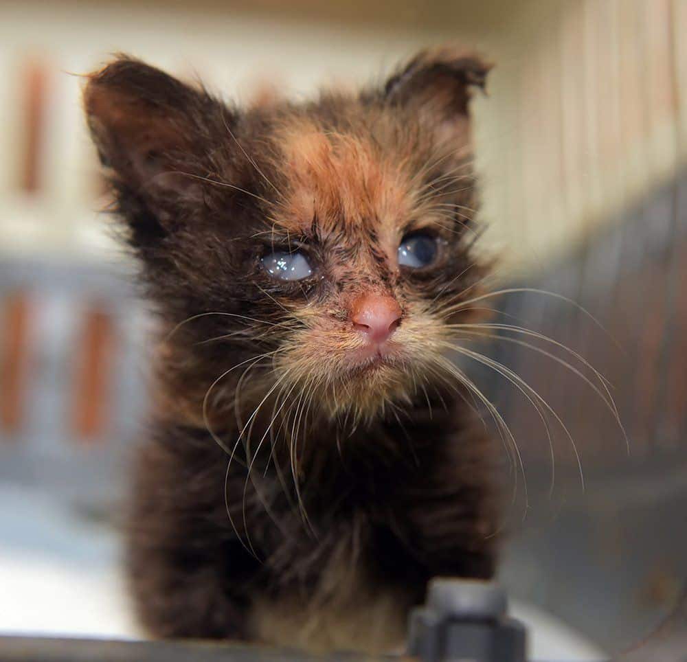 Feline Herpes In Cats And Kittens: Herpesvirus Symptoms &  Treatment