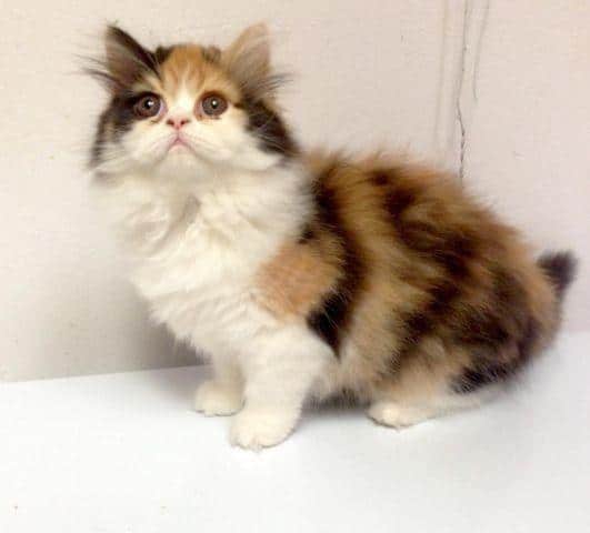 Female Calico Persian Kitten