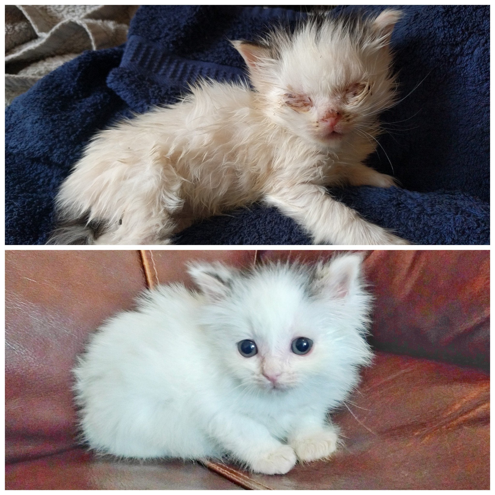 Foster kitten update! 10 days of TLC, nursing, &  medication has paid ...