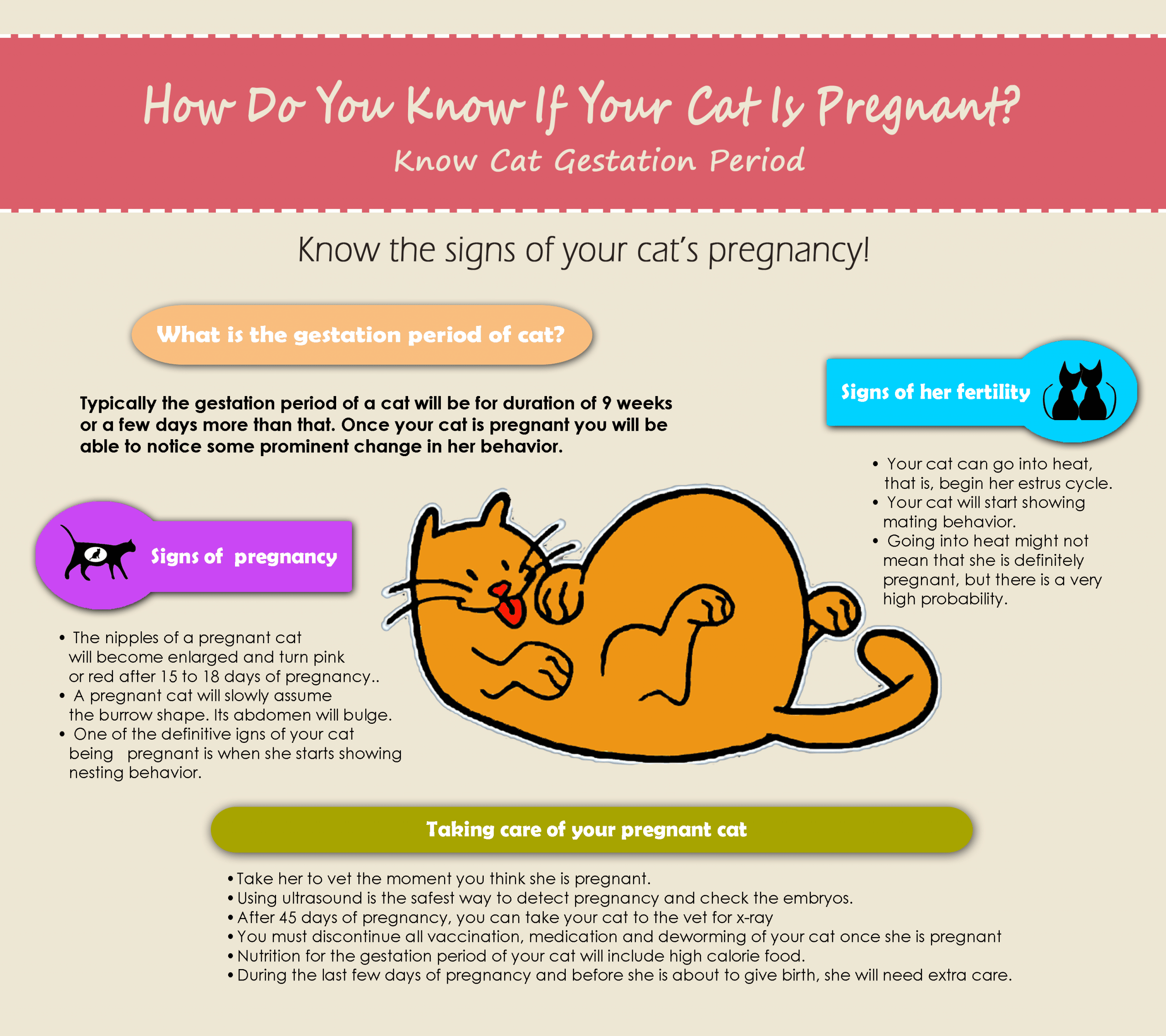 Gestation Period For Cats In Weeks
