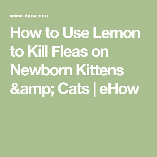 Get Rid Of Fleas On Newborn Kittens