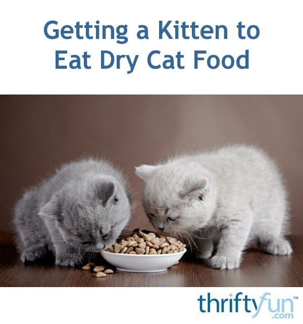 Getting a Kitten to Eat Dry Cat Food?