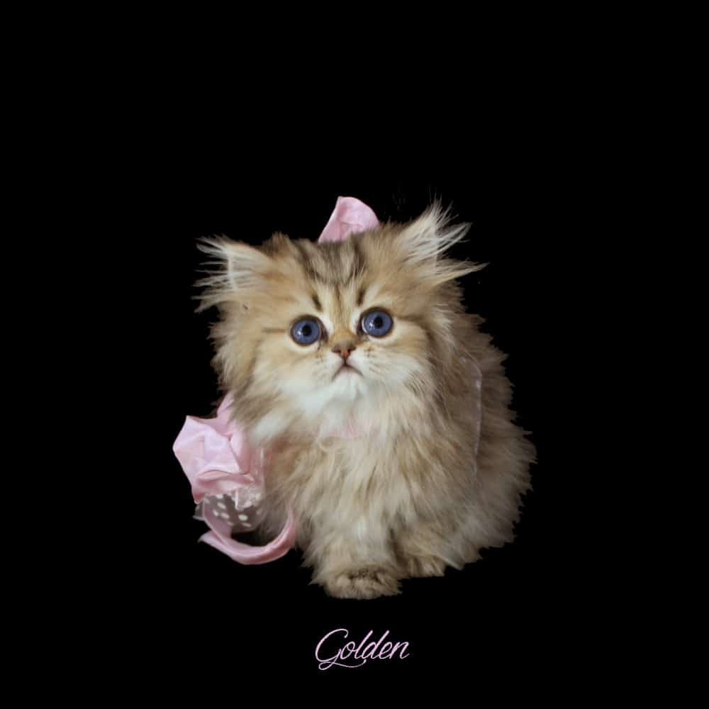 Golden Teacup Persian Kittens for Sale