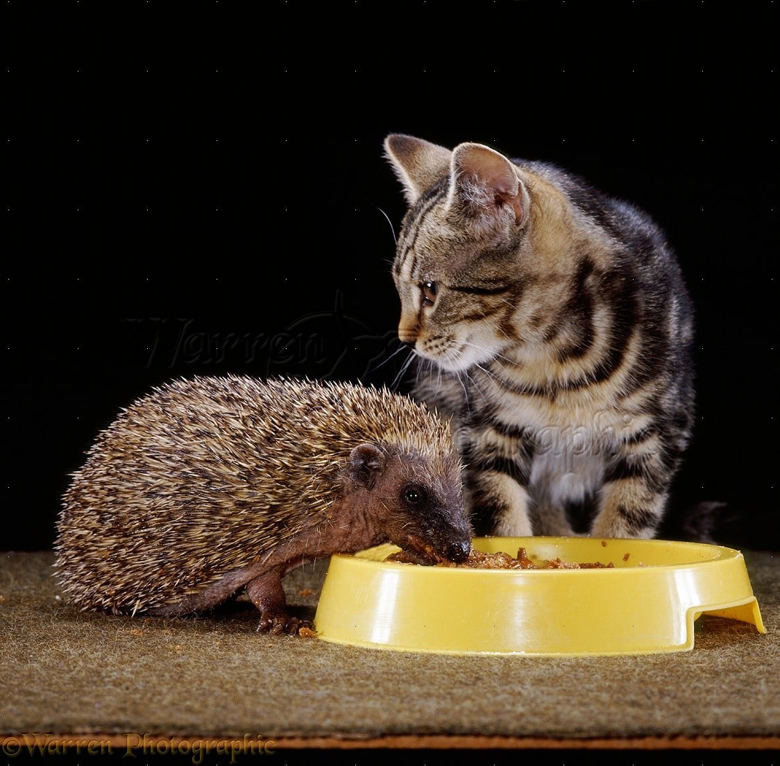 Hedgehog and kitten sharing food photo WP12432