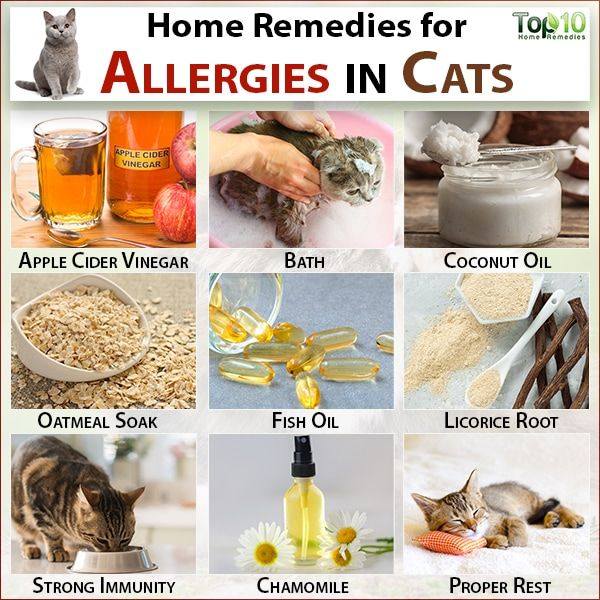 Herbal Remedies For Cats With Allergies