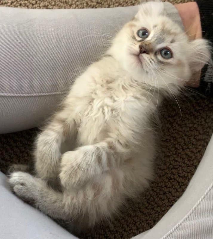 Highland Lynx Kitten for Sale in Milford, New Hampshire
