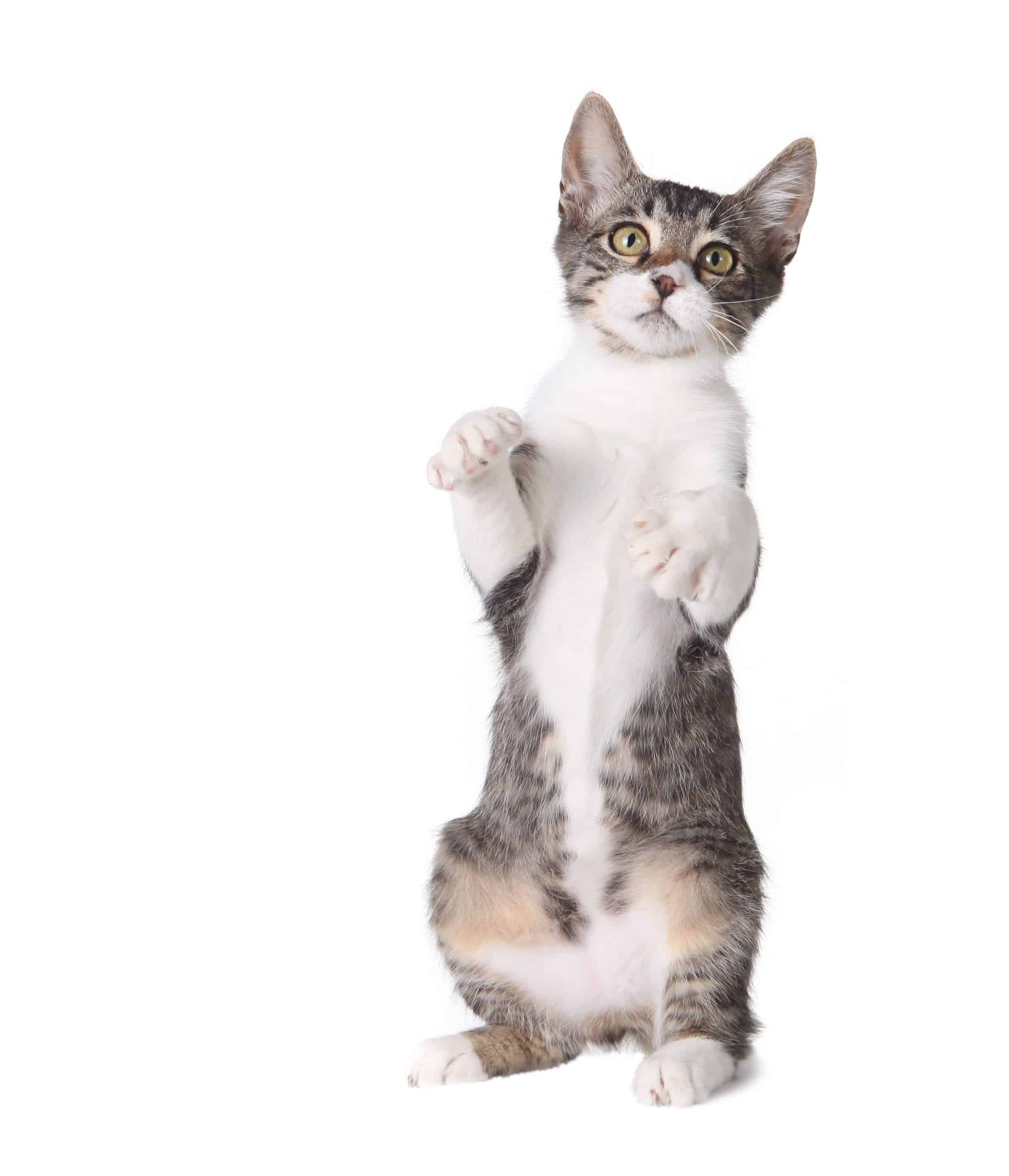 Hind Leg Weakness In Cats