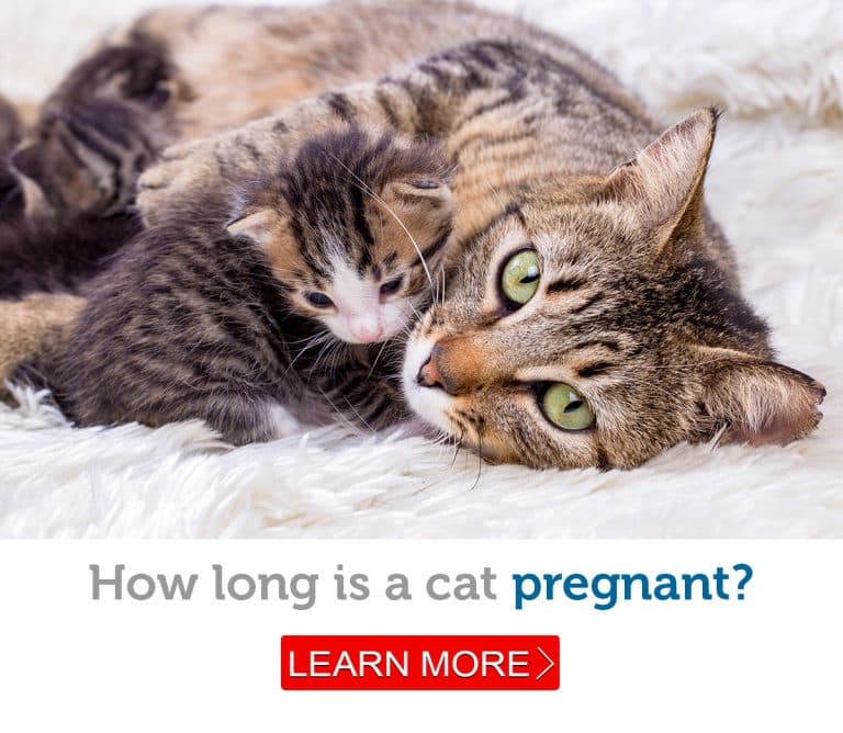 How long is a cat pregnant? The facts about feline pregnancy