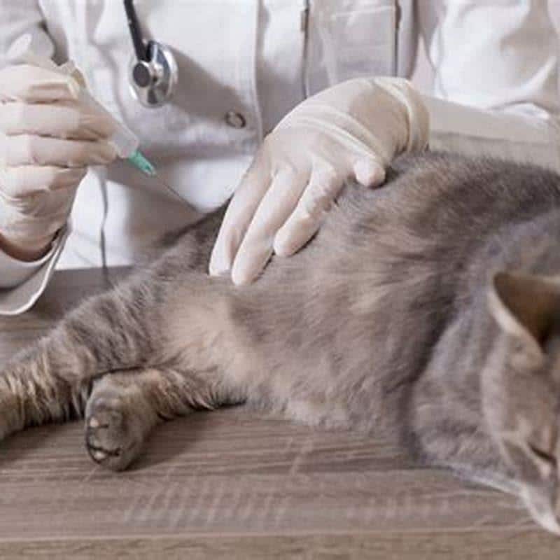 How often do indoor cats need rabies shots?