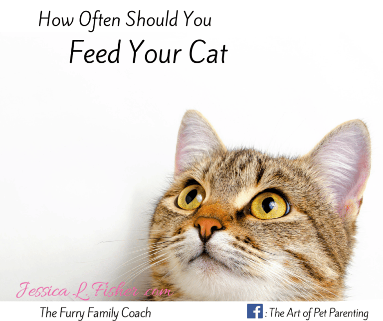 How Often To Feed Kittens