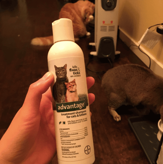 How To Get Rid Of Fleas On Cats Fast