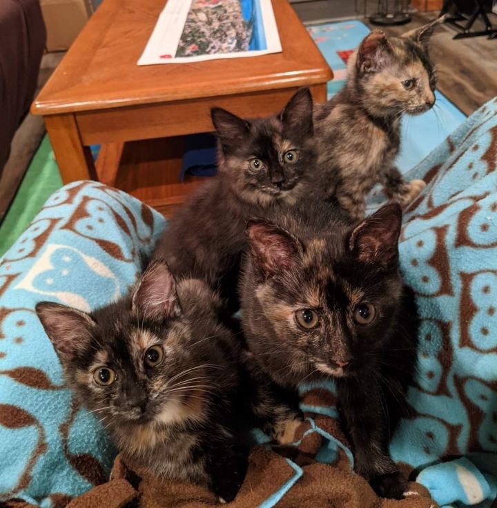 Kitten Adoption Madison Wi