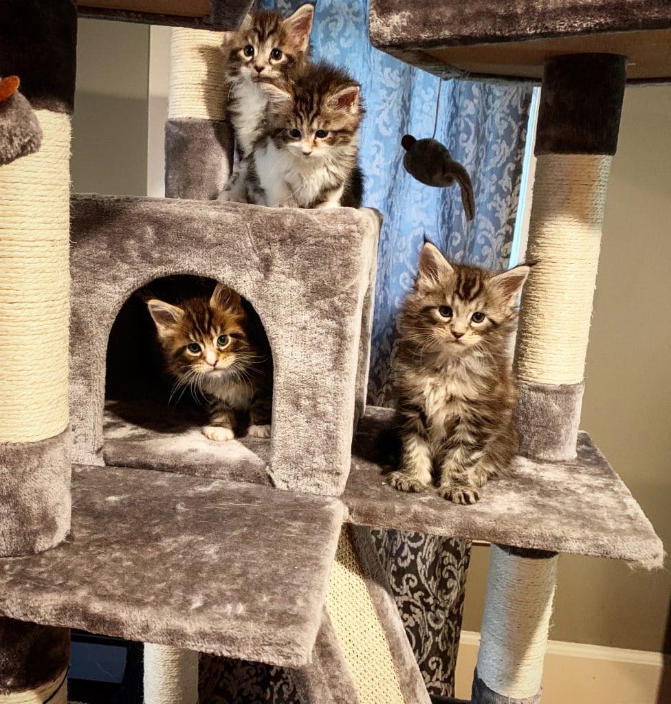 Kittens Available  Maine Coon Goldens Farm