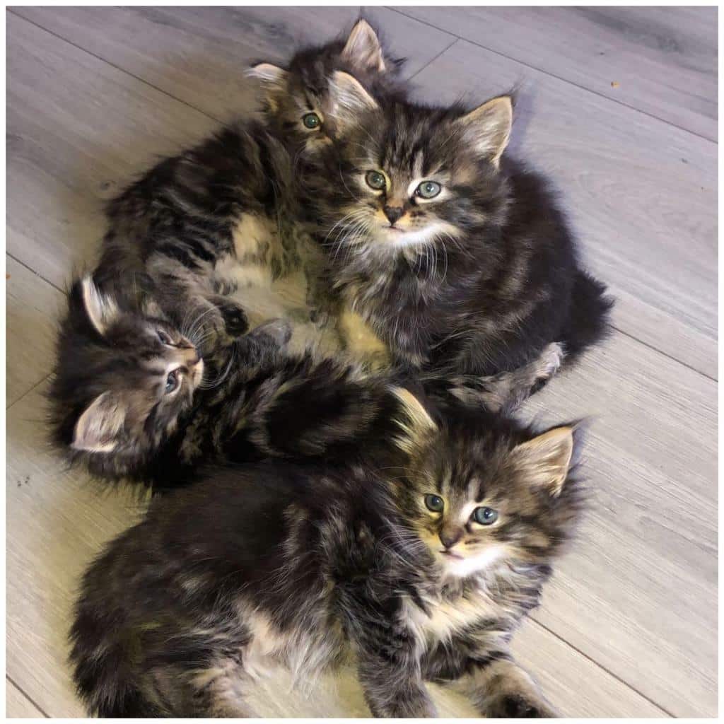 Kittens for sale (From a full long haired Maine Coon)