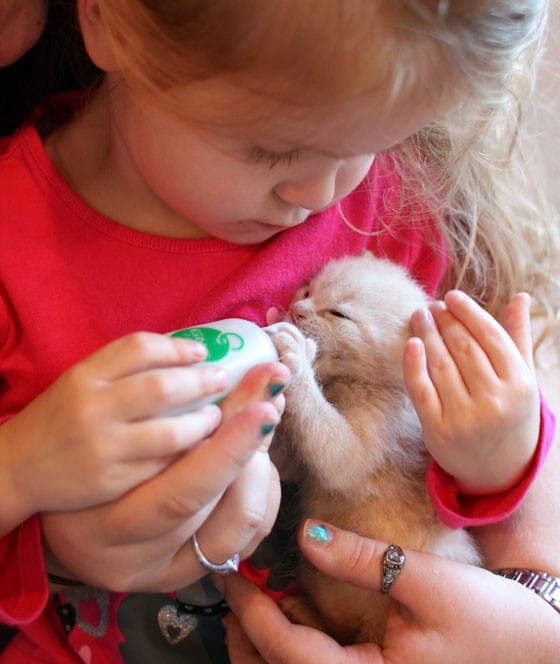 Little Girl Bottle Feeds an Abandoned Kitten