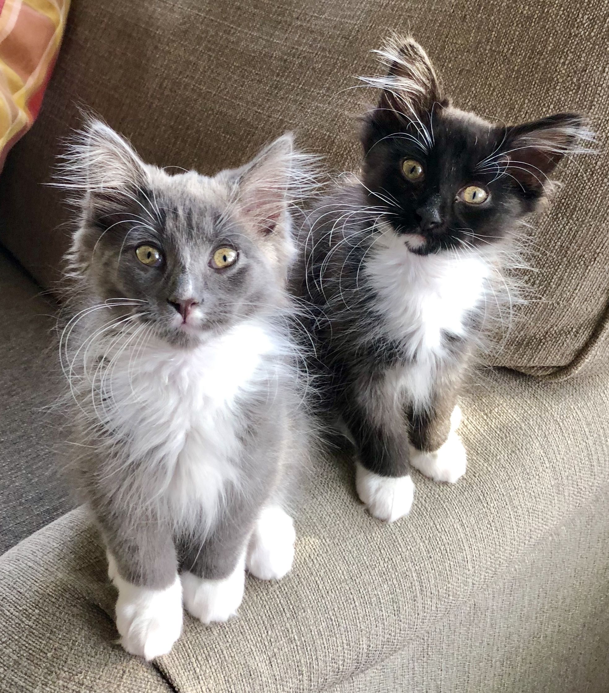 Long Haired Tuxedo Kittens For Sale â MedBeautys.com