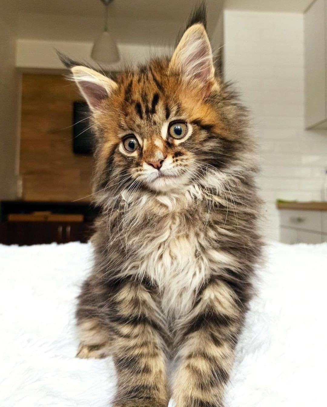 " Maine Coon"  Cats For Sale