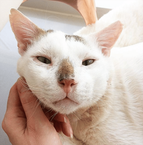 Meet The Incredibly Handsome Cat With FIV Who Found A Wonderful Forever ...