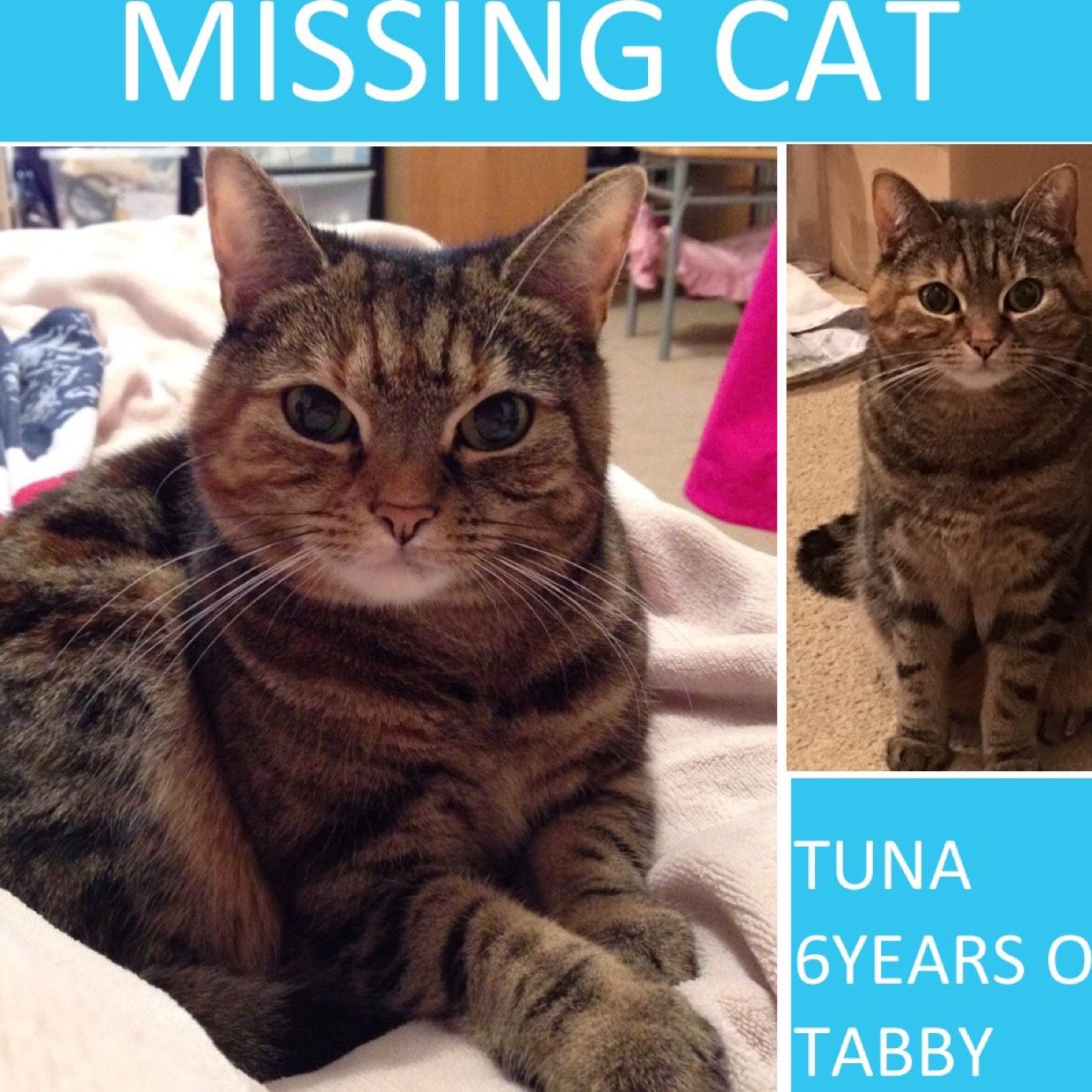 Missing tabby cat