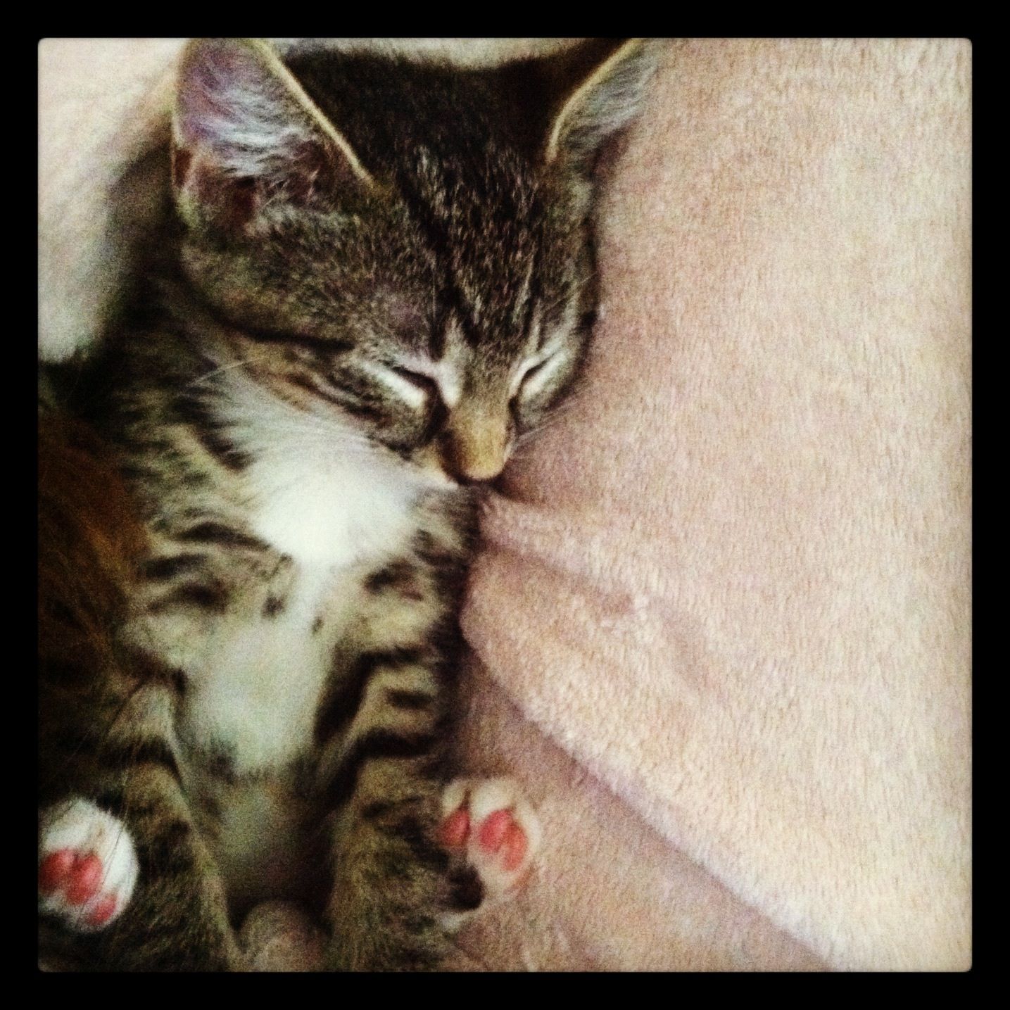 My kitten, Jerome :)