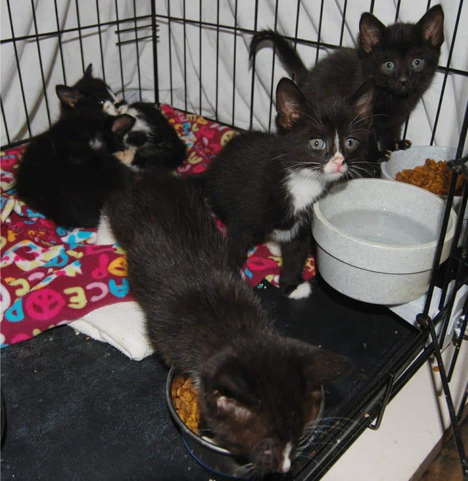 New Photos of the 10 Abandoned Kittens Rescued From the Box Marked FREE ...