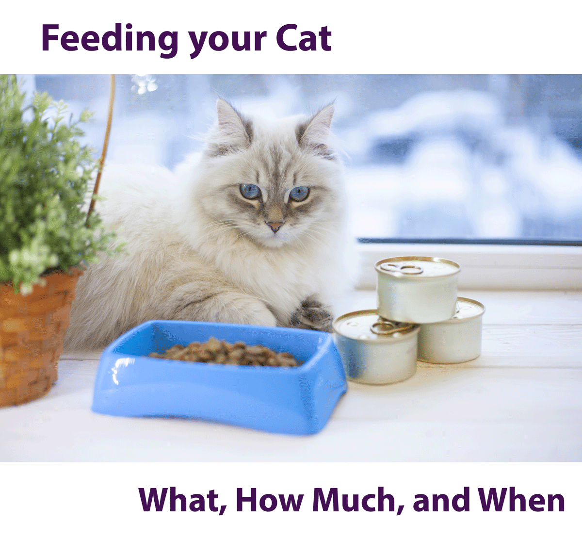 Often Kitten Much How Feed To How