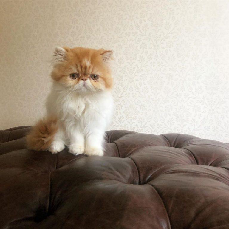 Persian, Affectionate Persian Kitten Available, Cats, for Sale, Price