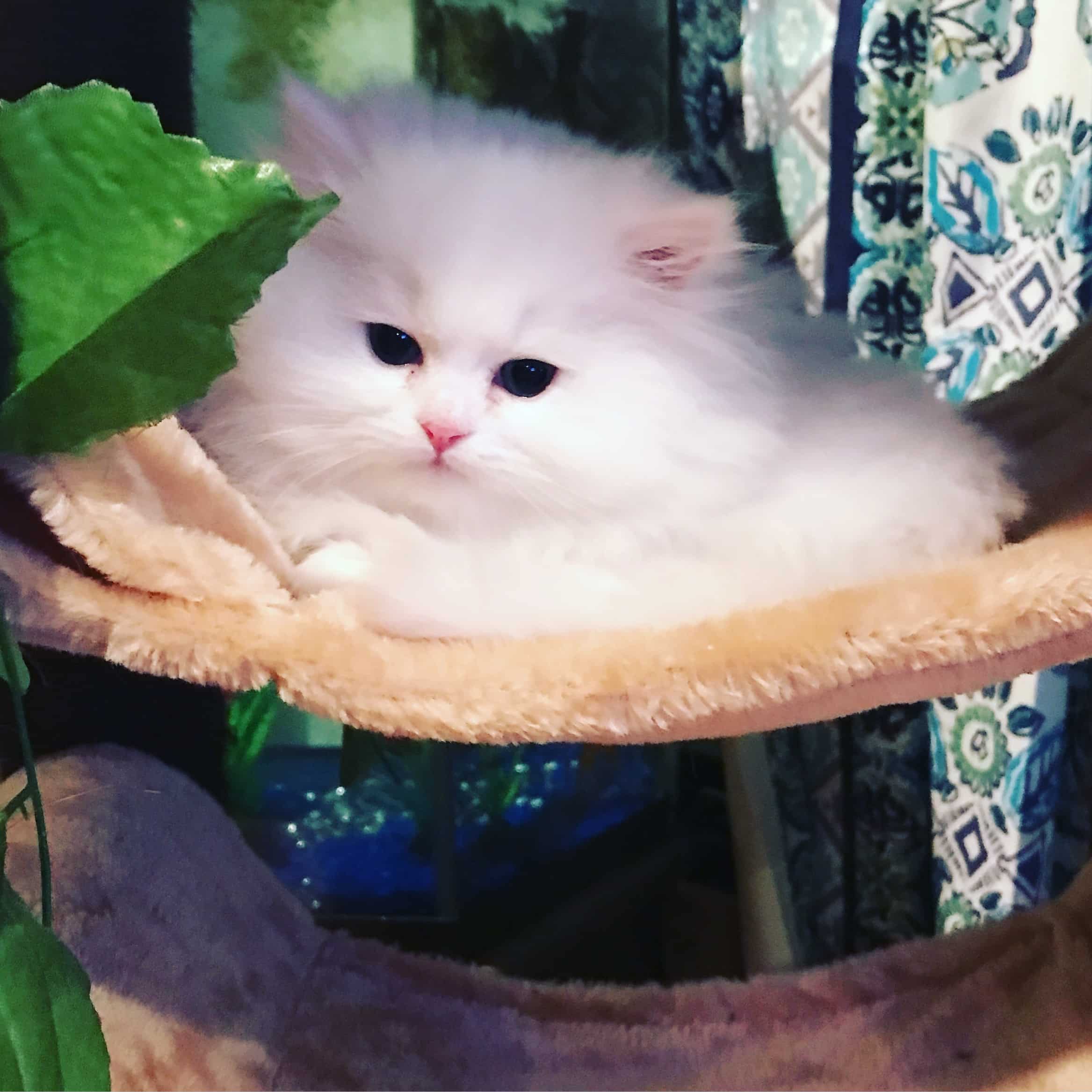 Persian Kitten For Sale In Pa